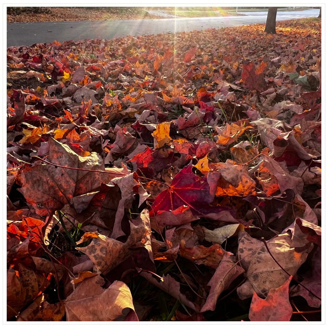 maple leaves on the ground