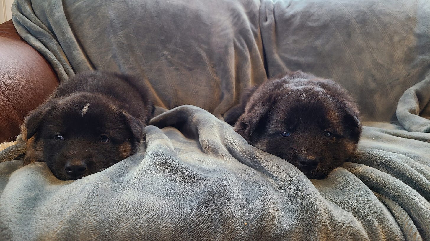 two four-week-old German shepherd and husky mix puppies lying side by side on a couch