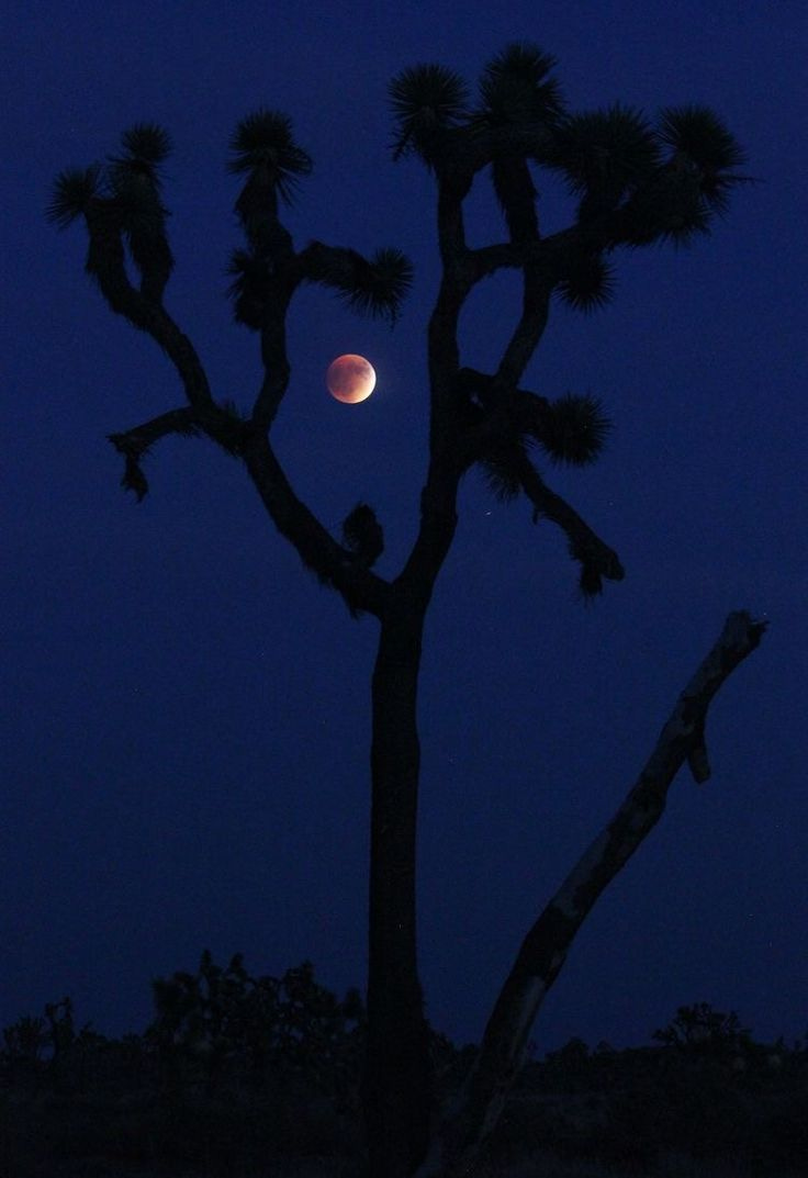 This may contain: a full moon is seen in the sky above a joshua tree