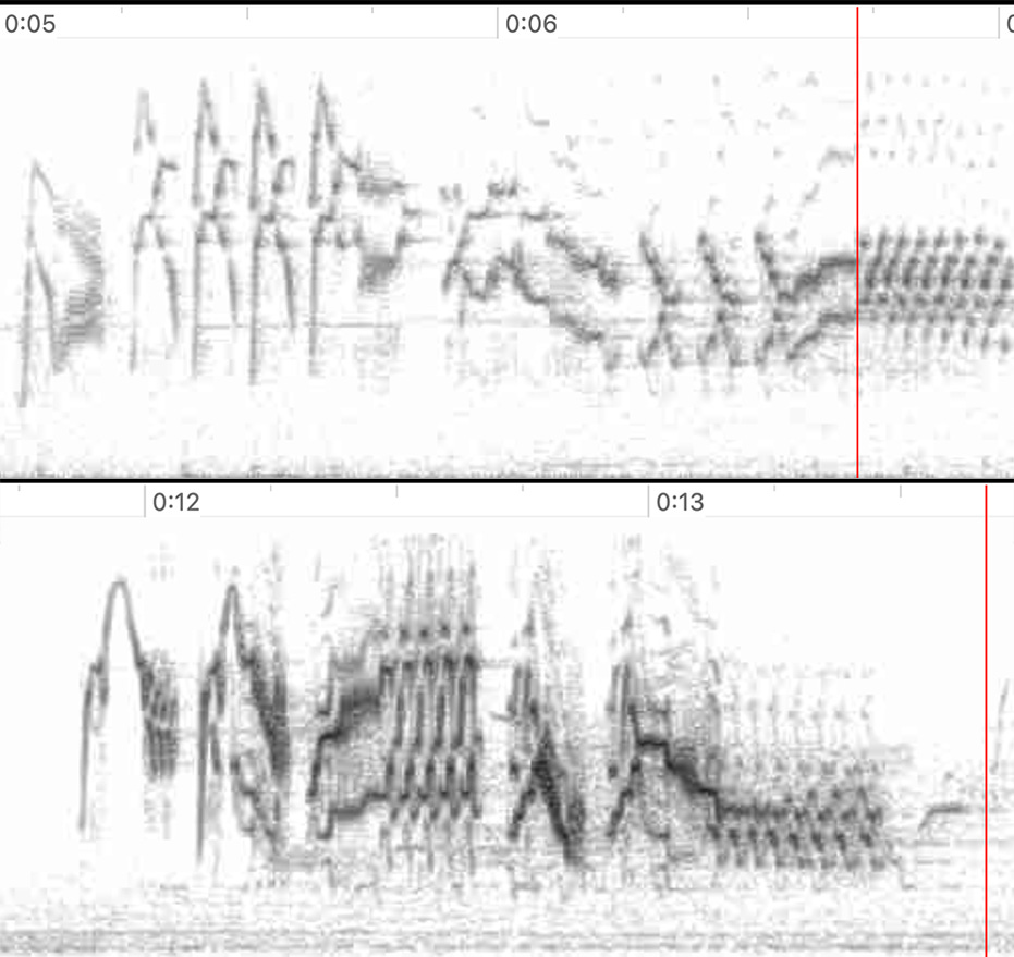 two spectrograms, or frequency versus time graphs. the top graph shows a mish mash of dark curves, ending in a v shape followed by a rectangle of spots that sits slightly higher than the v. the bottom chart shows a similar-looking mish mash of lines but with a rectangle of stripes in the middle, and the final bit ends on a downward line with a rectangle below that line