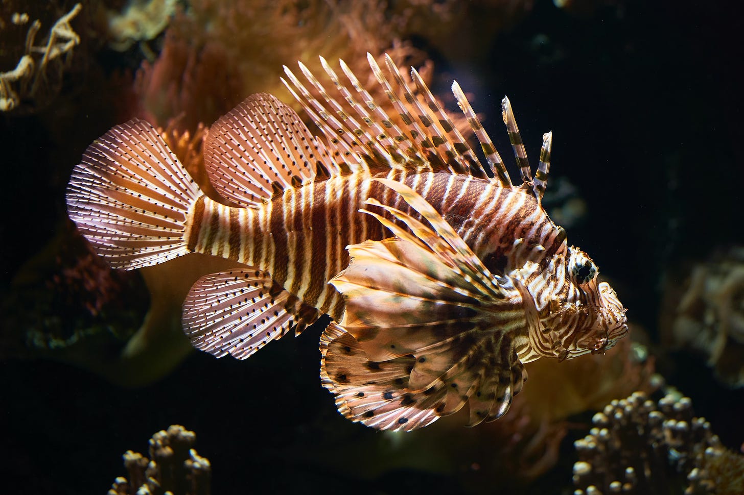 brown and yellow lionfish
