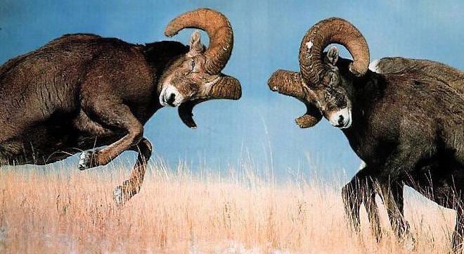 Male-Bighorn-Sheep-compete | Montana Natural History Center