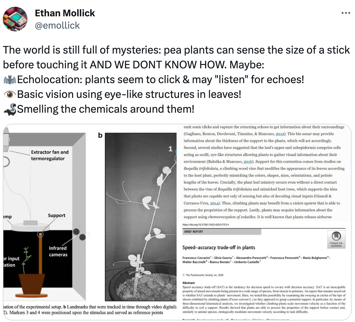  @emollick The world is still full of mysteries: pea plants can sense the size of a stick before touching it AND WE DONT KNOW HOW. Maybe: 🦇Echolocation: plants seem to click & may "listen" for echoes! 👁️Basic vision using eye-like structures in leaves! 🦨Smelling the chemicals around them!