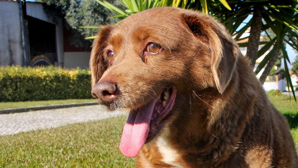 Bobi, the world's oldest dog ever, dies aged 31 - BBC News
