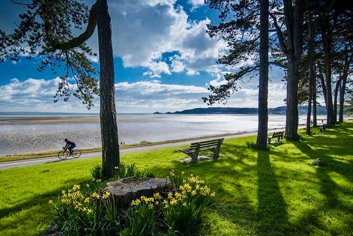 View of a cyclist riding along a seaside path on a sunny day, surrounded by pine trees and a grassy park area. Yellow daffodils bloom near the base of a tree stump, and two empty benches face the calm waters, with distant hills visible in the background under a partly cloudy sky. 