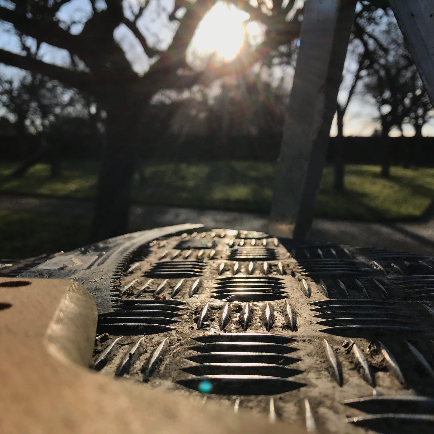 Close up a tree pruning saw sits upon a step ladder, and beyond, orchard trees are silhouetted by low winter sun