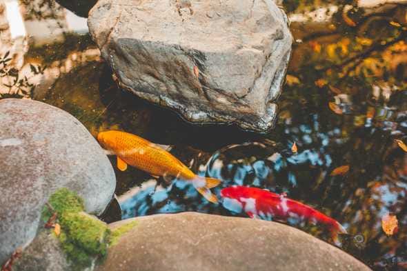 Fishes in a lake Fishes in a lake