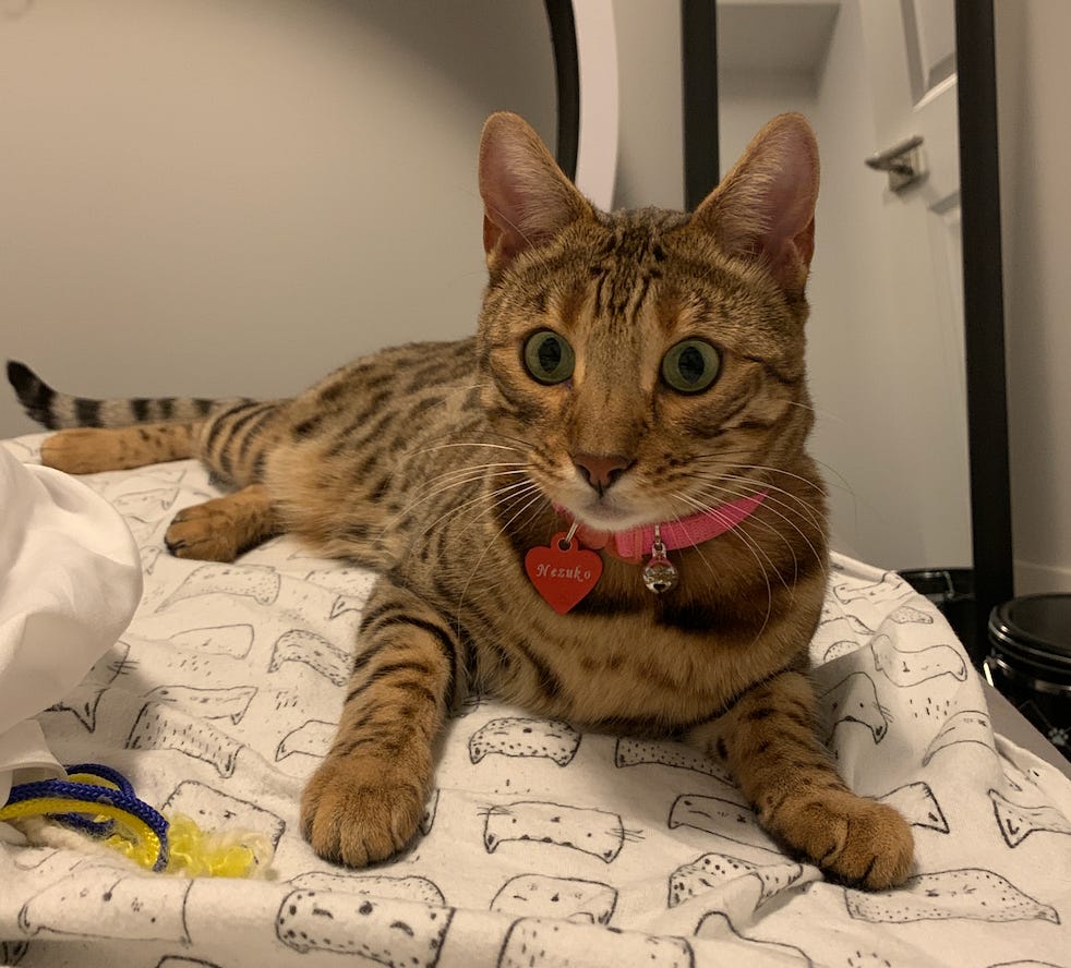 cat - bengal - nezuko - protect - sleep paralysis