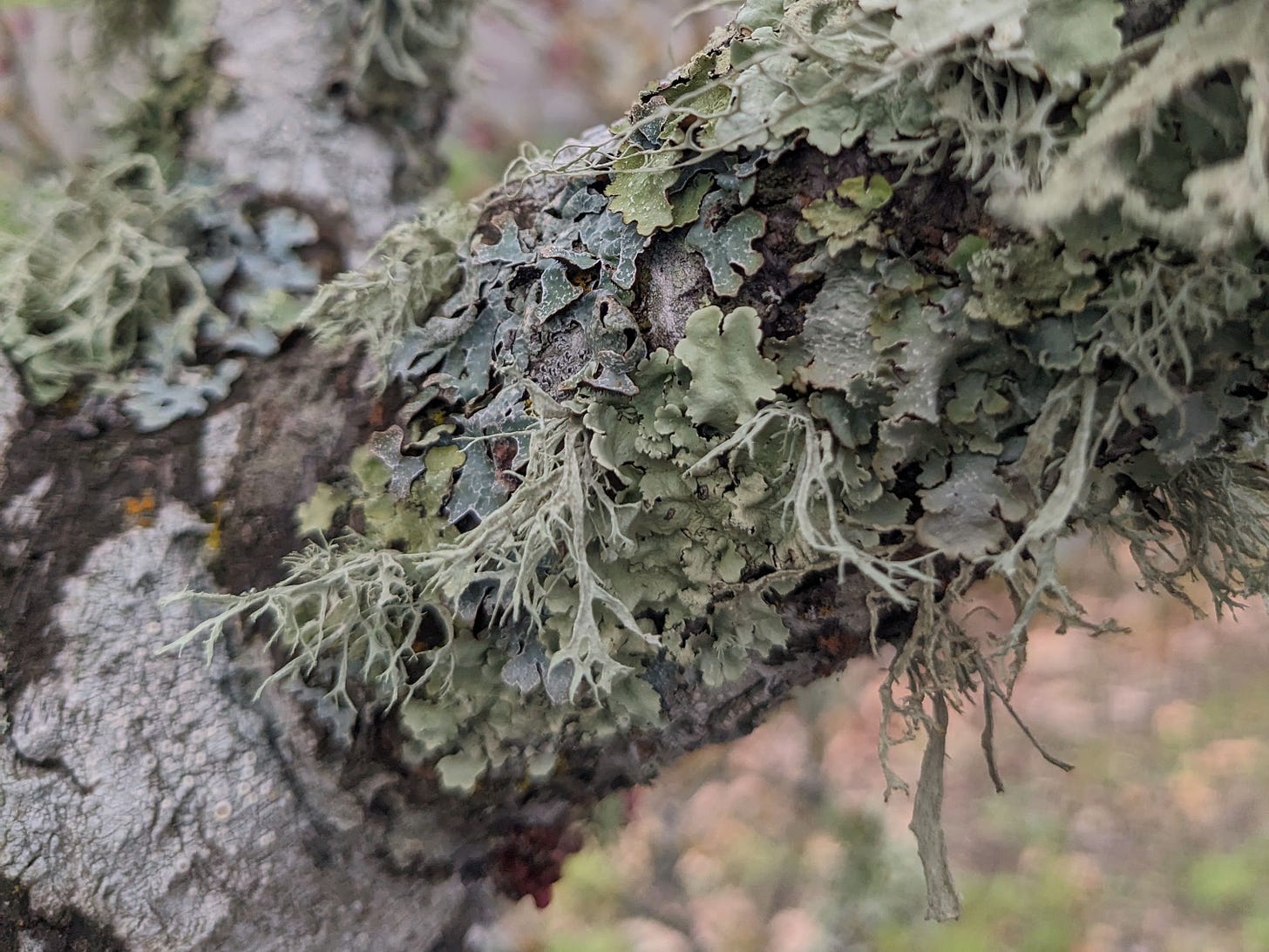 Close-up photograph of a tree branch covered in various pale green lichens and mosses.