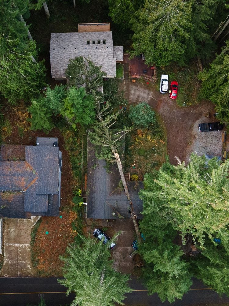 An overhead photo from the Cascadia Daily News showing a huge tree on top of a house in a wooded area of Sudden Valley