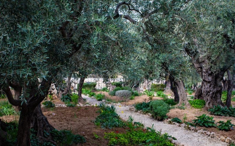 path between huge trees at the Garden of Gethsemane