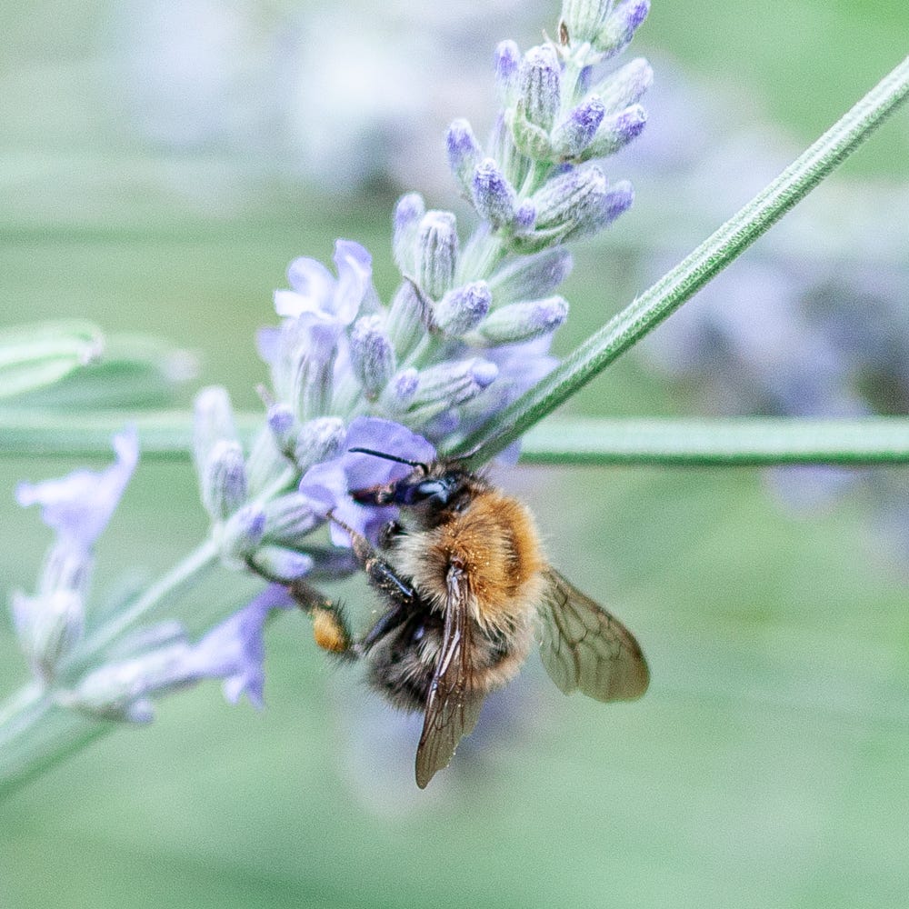 A common carder bumblebee feeding on a lavender plant. It's clinging on with hairy legs and has a fluffy orange, brown and black body.
