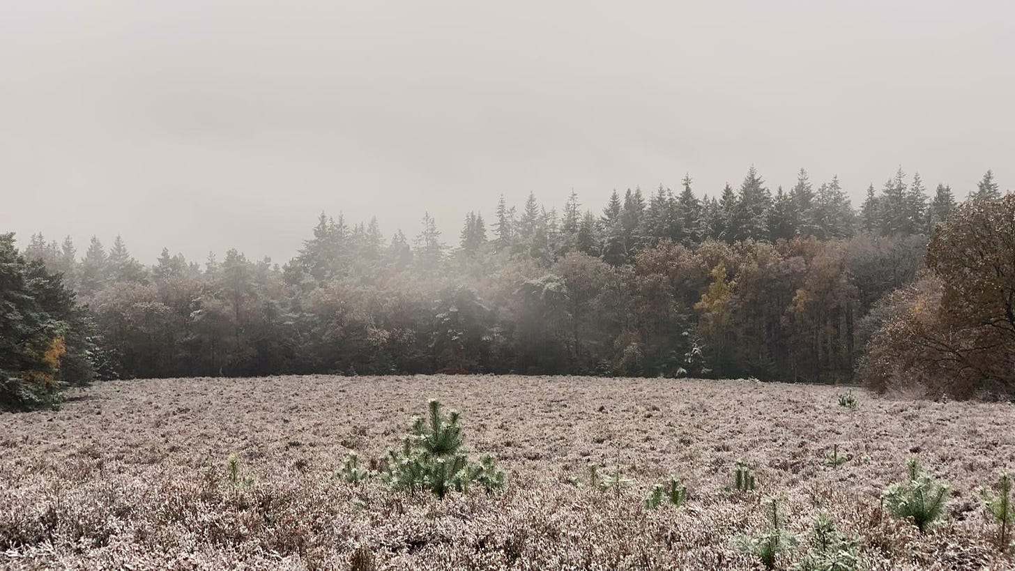 Heide bedekt met sneeuw op de Utrechtse Heuvelrug, met laaghangende wolken in een grijze winterlucht.