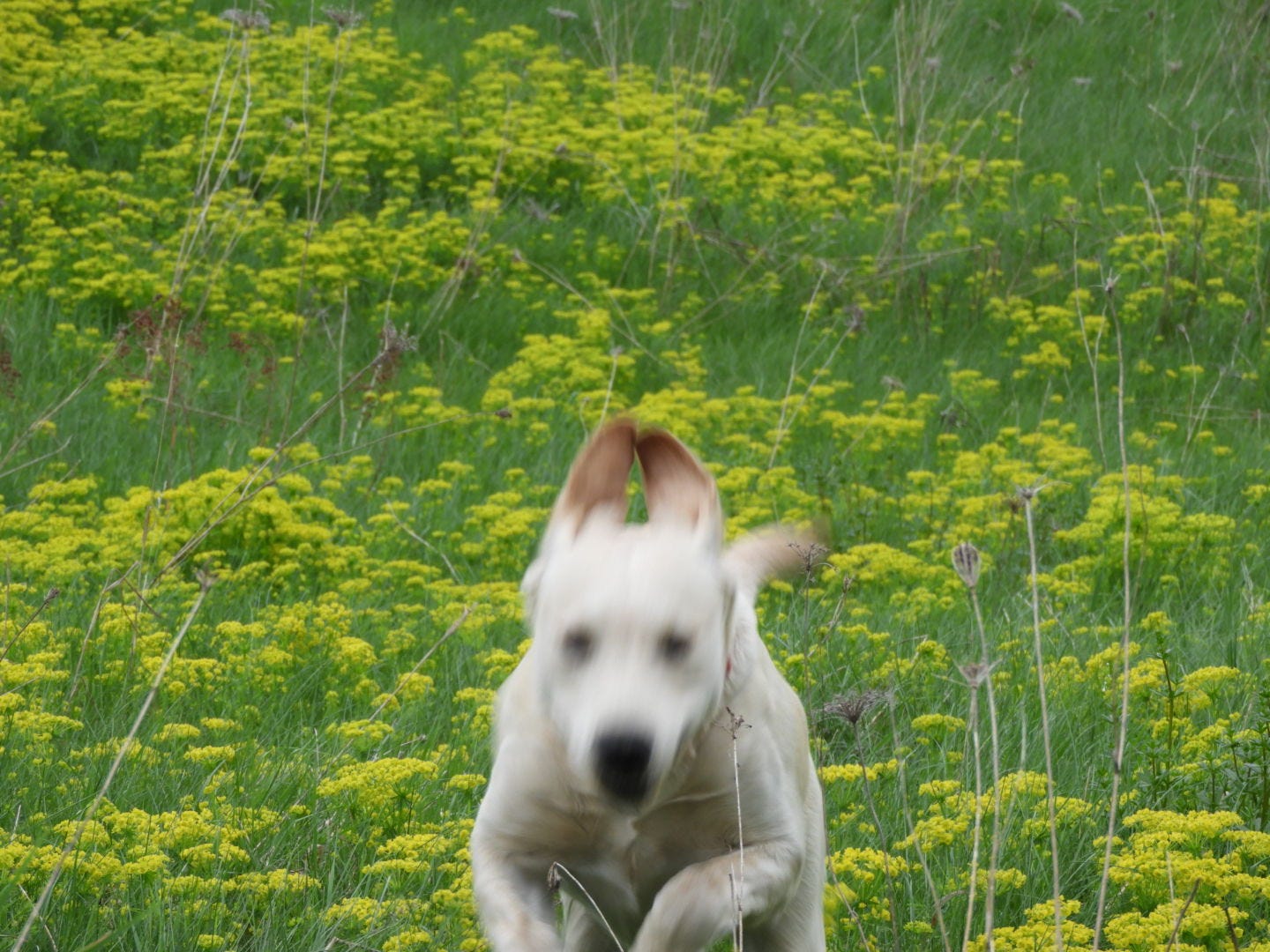 Yellow Labrador Retriever puppy running through a green field filled with goldenrod
