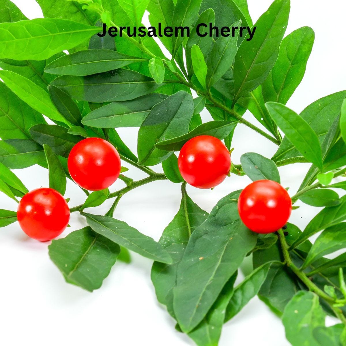 Jerusalem Cherry