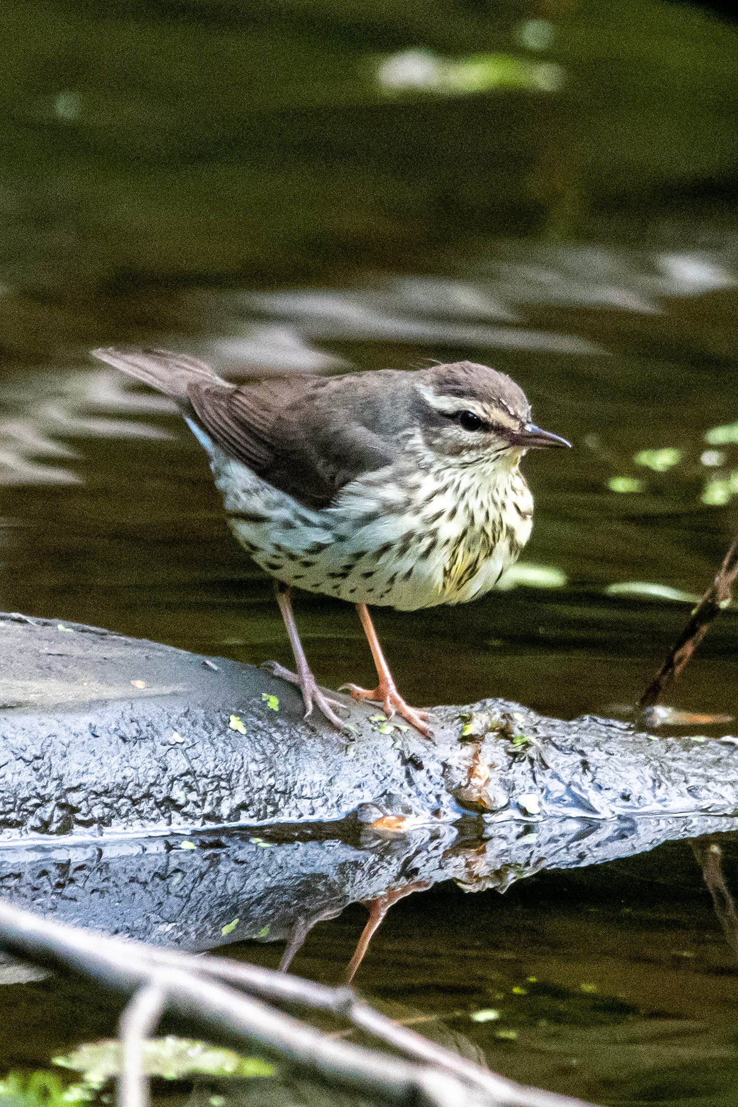 A Northern waterthrush, with brown cap and back, speckled neck and breast, and narrowing supercilium, stands on a branch in water