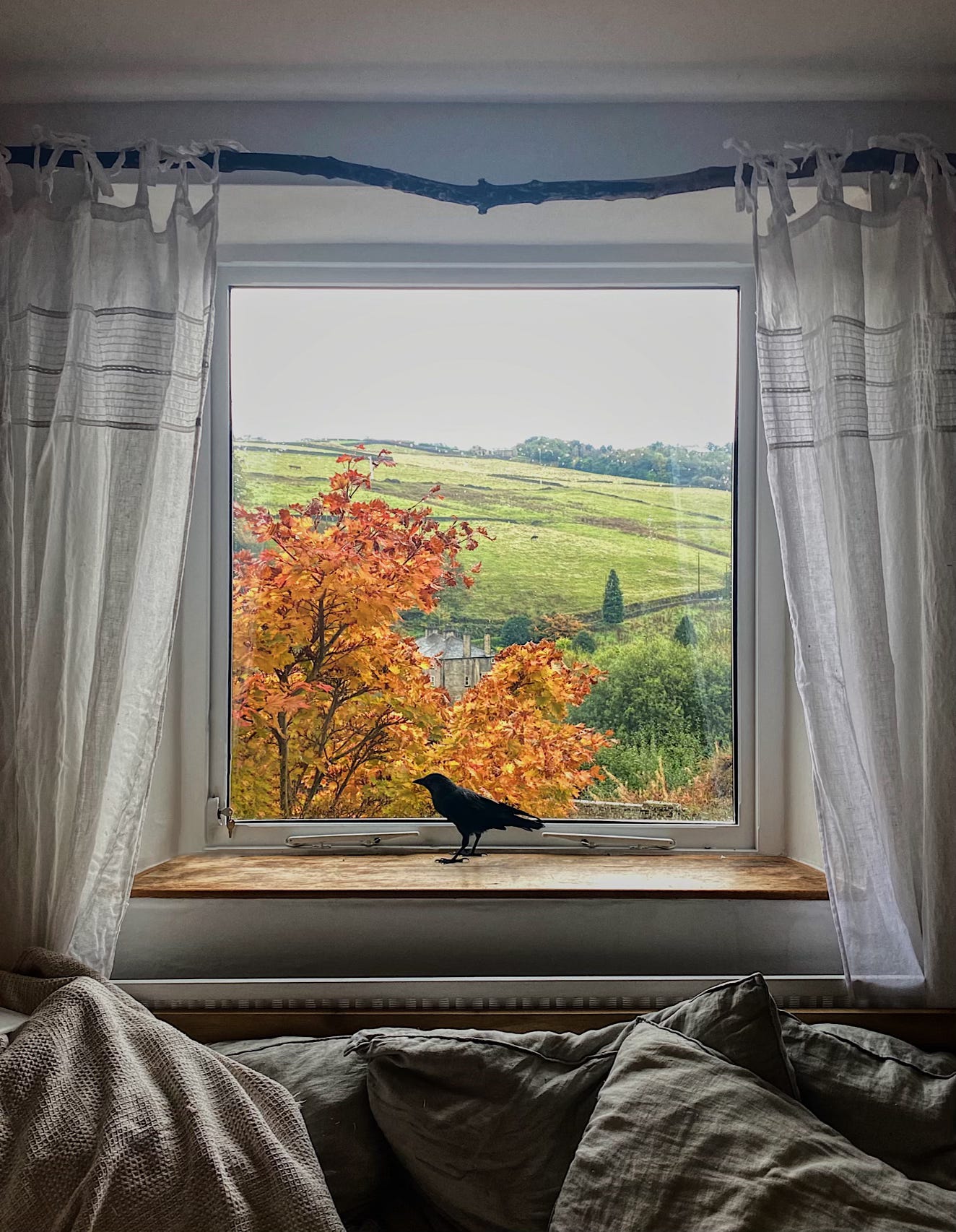 my living room window looking out onto yorkshire hills. a jackdaw sits on the inside window ledge.