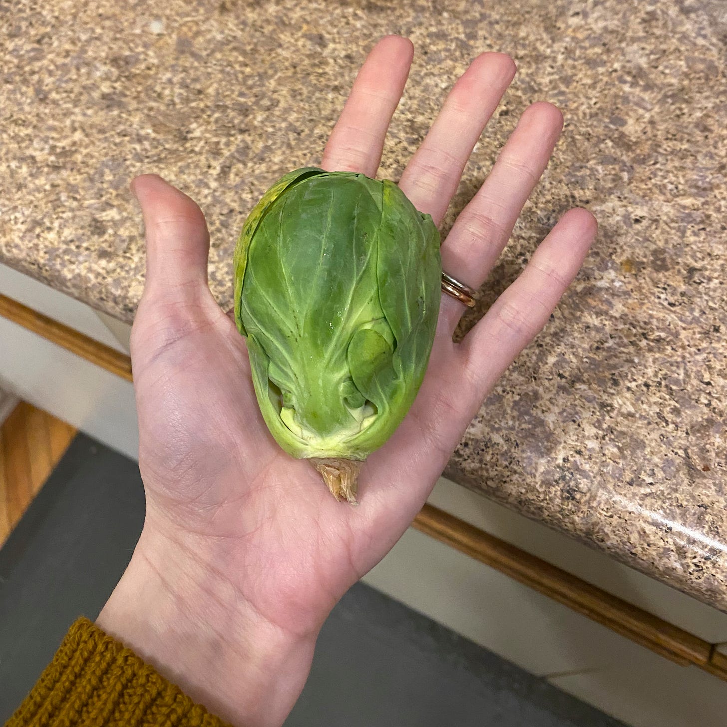 My hand holding a brussels sprout that is large enough to fill my entire palm.