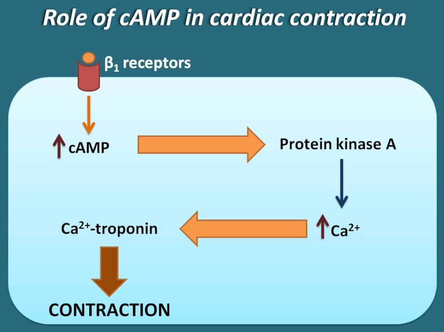 diagram showing effects of camp on muscle contraction