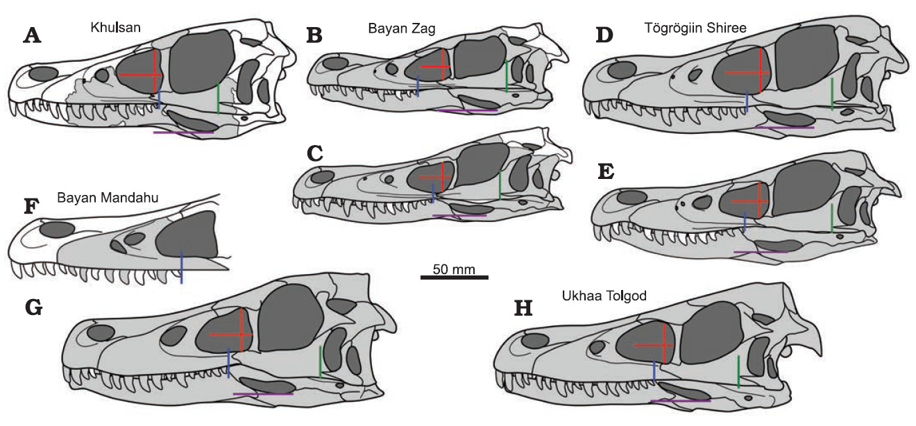 Velociraptorine skulls, B, D, E are V. mongoliensis, C is V sp., and F is V. osmolskae (known parts in gray)