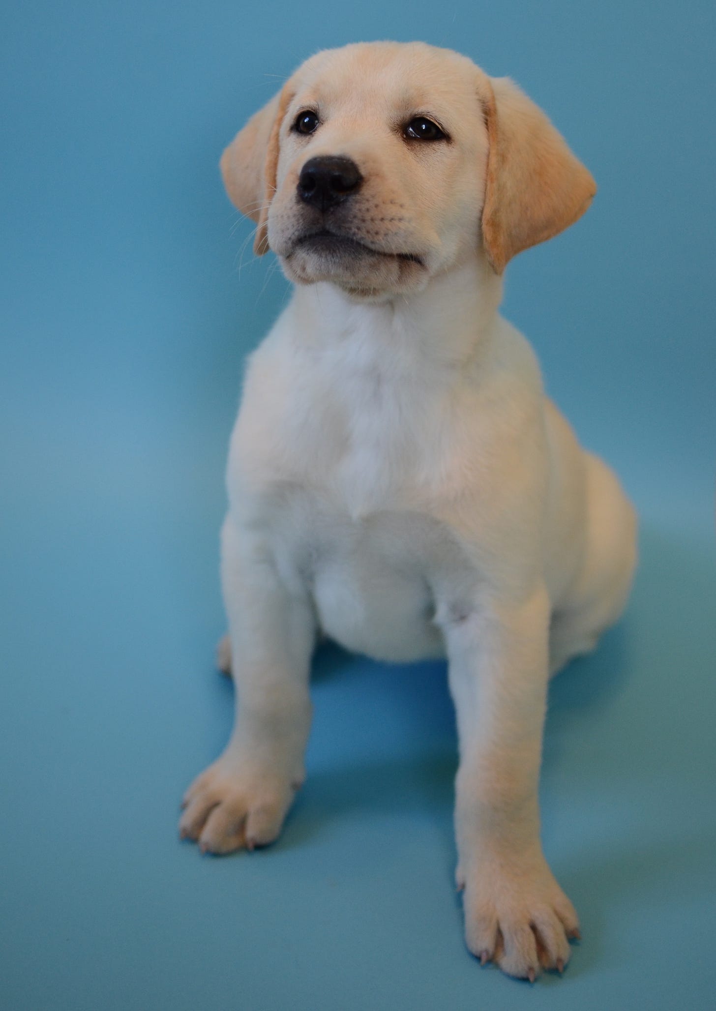 A yellow Labrador retriever puppy sits against a blue background. She's adorable but looks like a stinker.