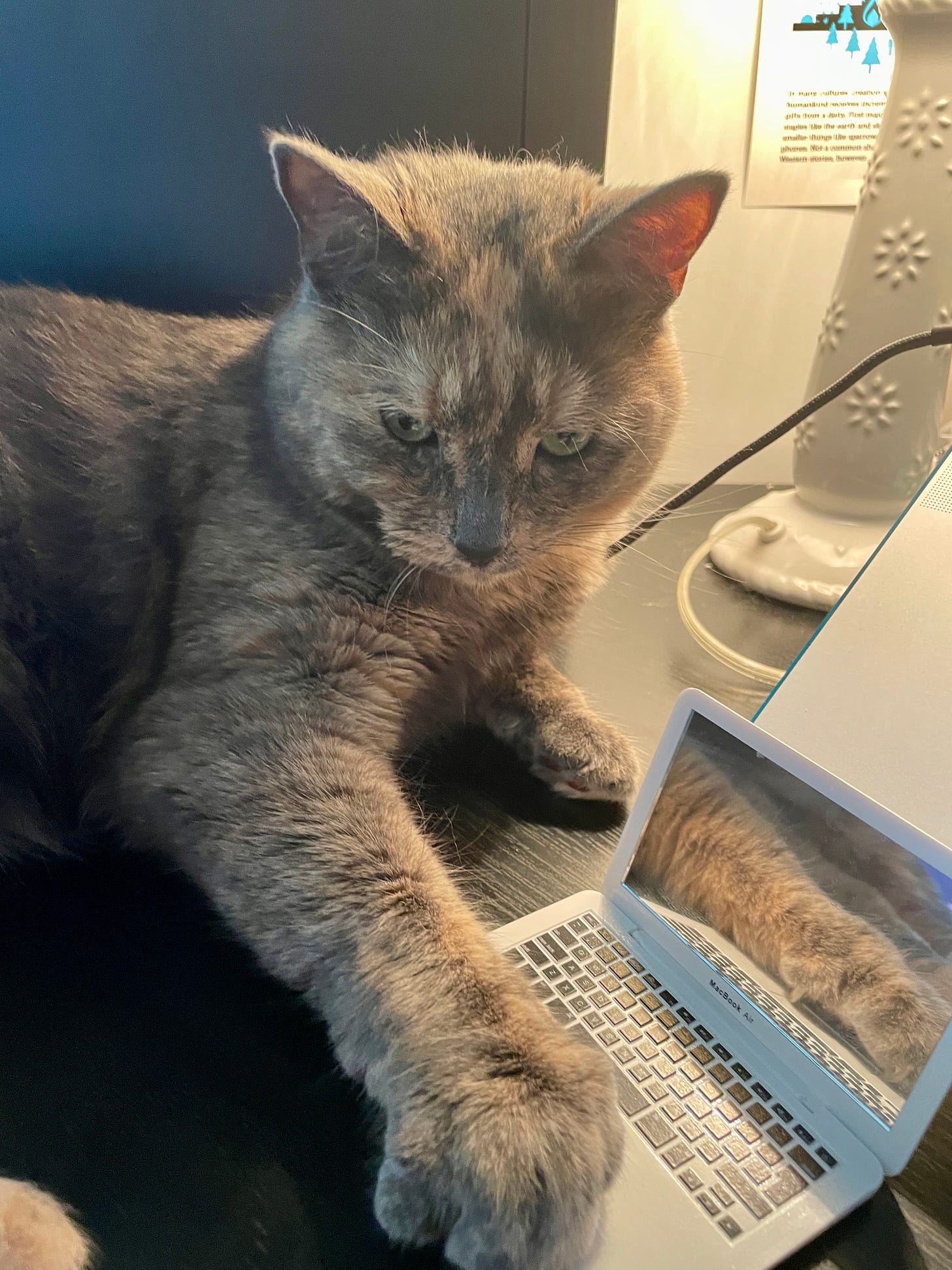 A dilute tortoiseshell cat is sitting on a black desk with a paw propped on the keyboard part of a miniature model MacBook. A human-sized MacBook is partially visible beside her.
