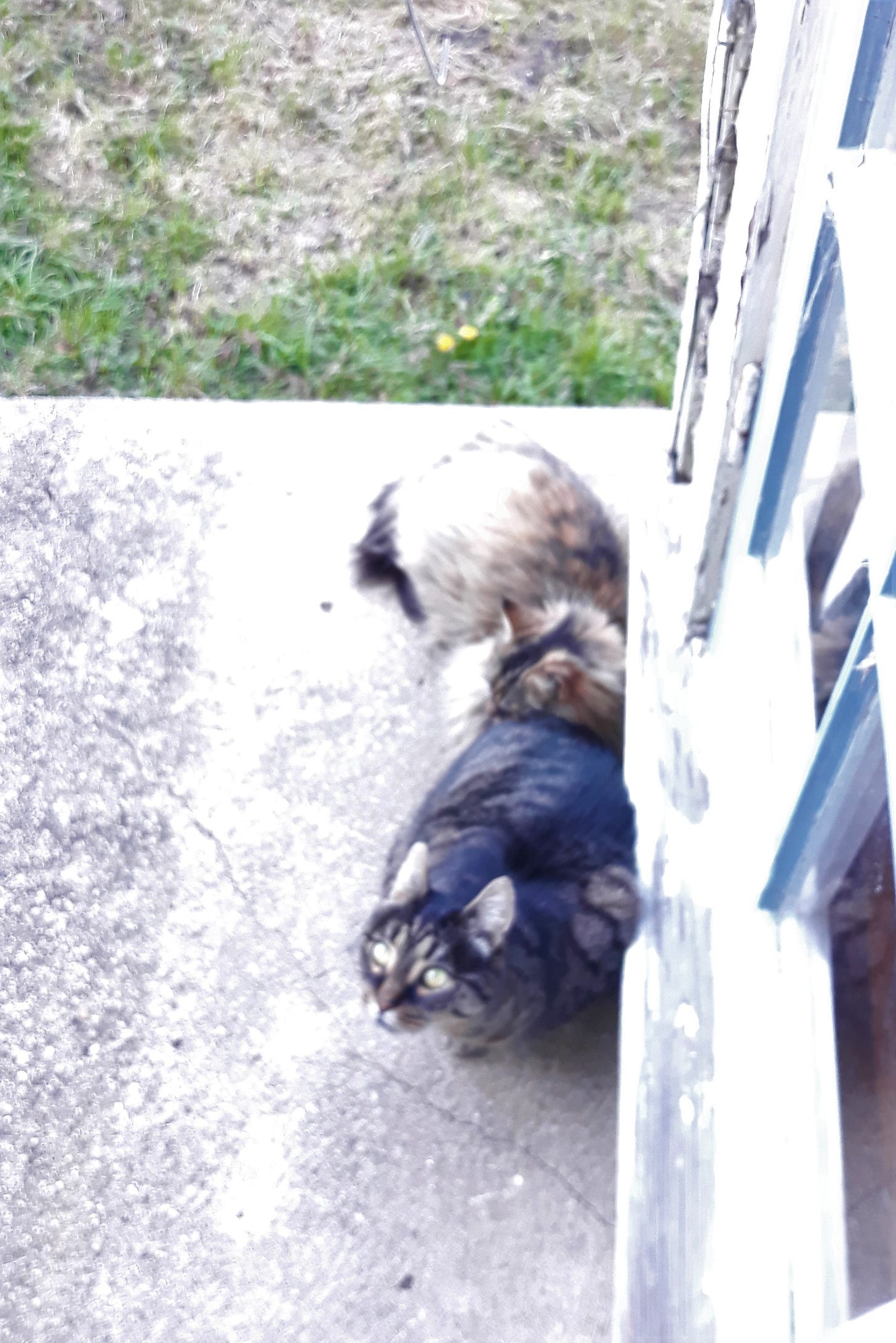 A tabby cat with black and brown markings is crouched on the concrete near a door. He looks up at the camera. A fluffy light brown cat is asleep on his rear end. In the background there is grass and you can see two yellow flowers, maybe daffodils. The whole photo is blurred and there is a crack in the pavement.