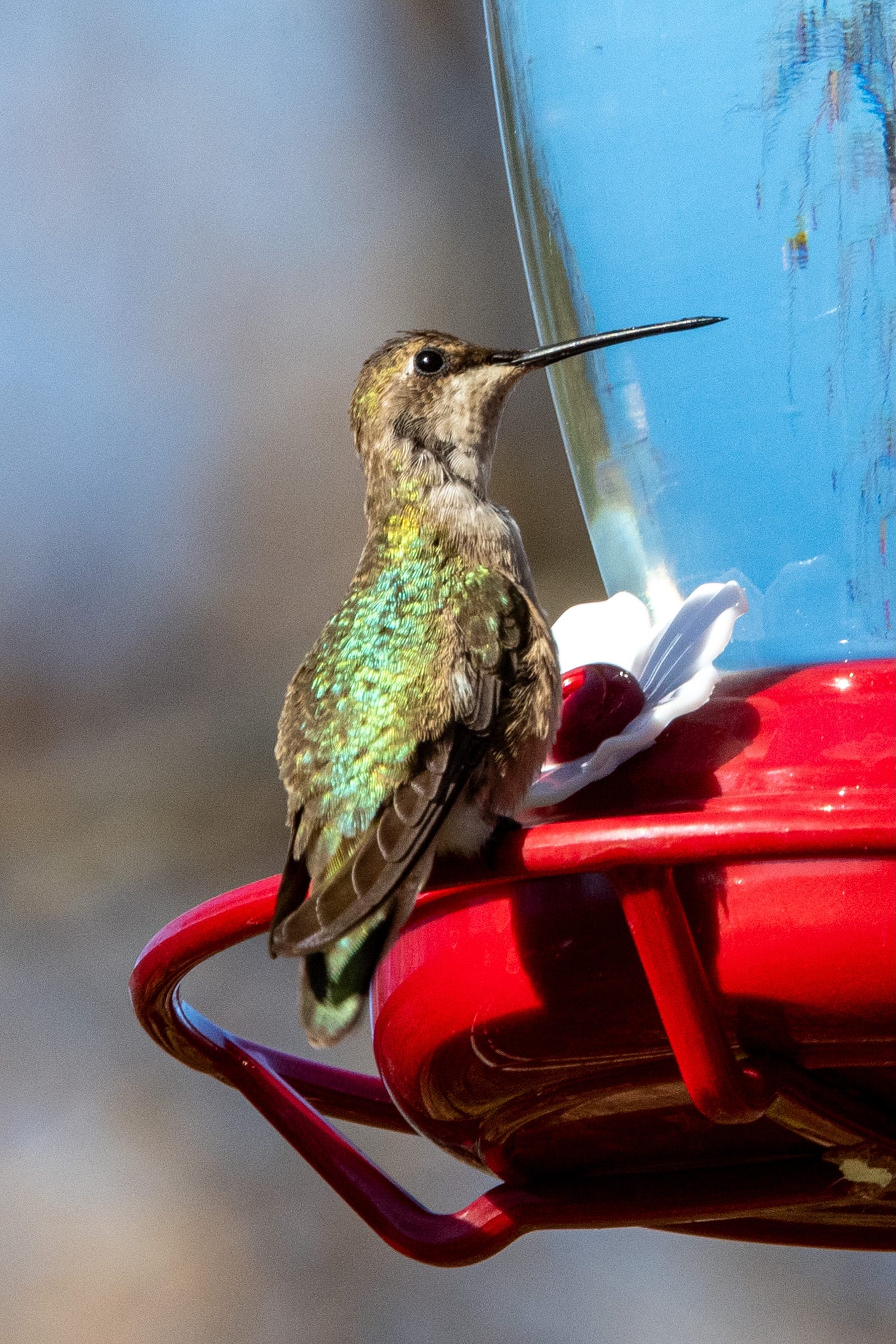 A black-chinned hummingbird perched on a feeder; it looks very much like the local ruby-throated hummingbird except that its primaries curve away from its tailfeathers