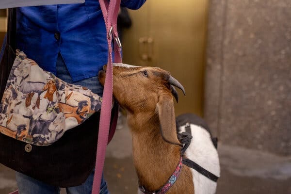 A goat with a brown head nuzzles against Mrs. Shaw’s side.