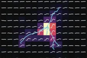 Example neuron in the anterior ventromedial hypothalamus (VMH, blue line). Using a technique called “uncaging”, researchers found that inhibitory signals near the centre of this neuron (yellow squares) were stronger during the fertile phase of the reproductive cycle. Reduced activity in these cells promotes mating behaviour.