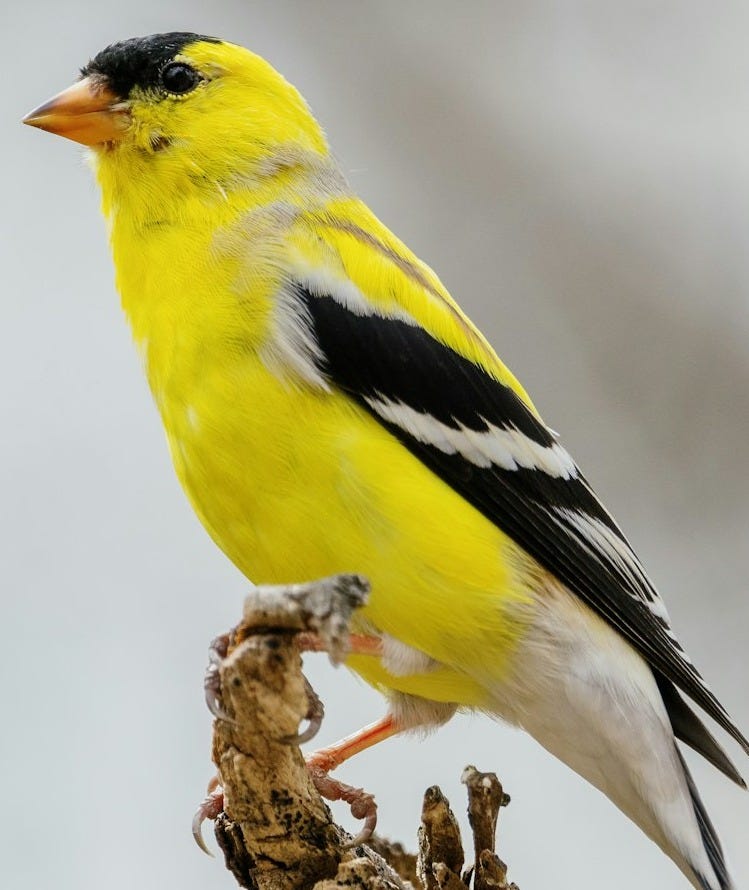 yellow and black bird on brown tree branch