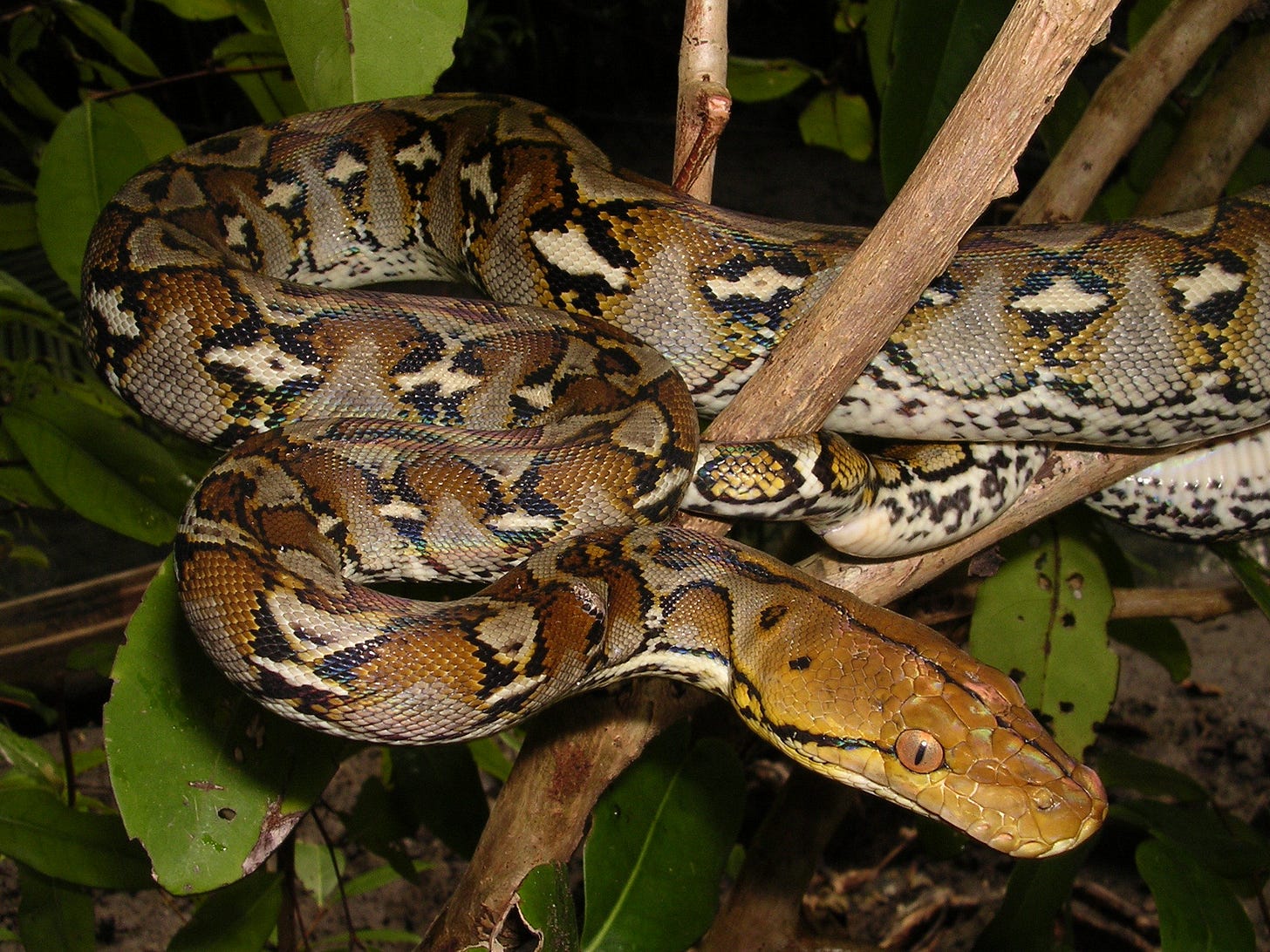 Reticulated python (Python reticulatus) | U.S. Geological Survey