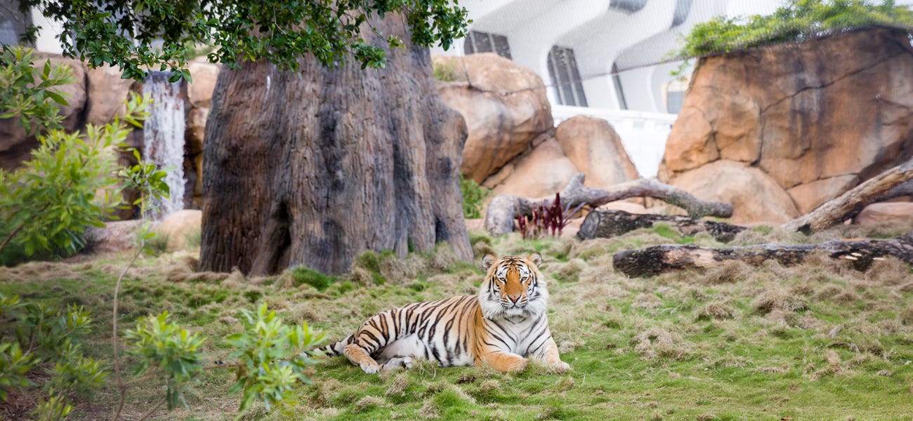 How the LSU Vet School keeps watch over the university's iconic live mascot