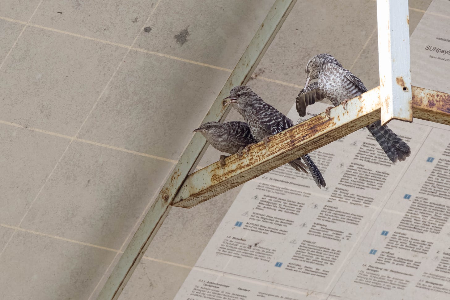 three wrens perched in the shade of a solar panel on a rusty piece of square bar, the leftmost wren is leaning forward. the middle wren is standing upwright with its mouth open. the rightmost wren is preening. all of them are brown with pale stripes and a pale eyebrow.