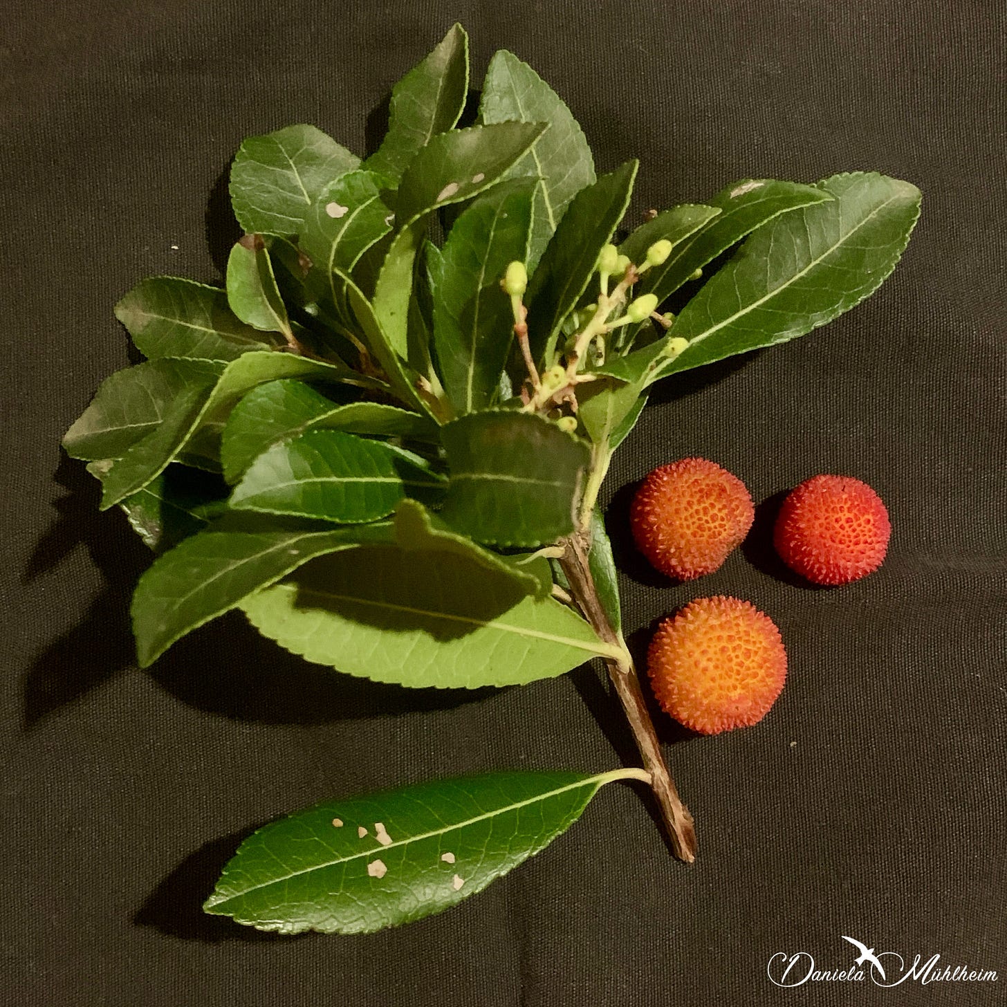 Strawberry tree fruit and leaves and flower buds