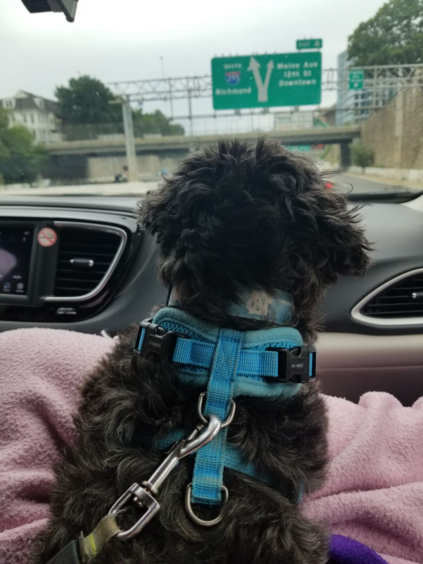 Dog watching road sign