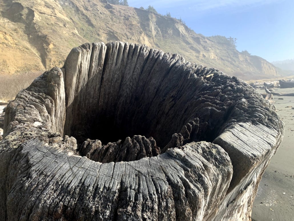 washed up stump Cape Blanco