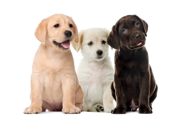 Groups of dogs, Labrador puppies, Puppy chocolate Labrador Retriever, in front of white background Groups of dogs, Labrador puppies, Puppy chocolate Labrador Retriever, in front of white background three dogs stock pictures, royalty-free photos & images
