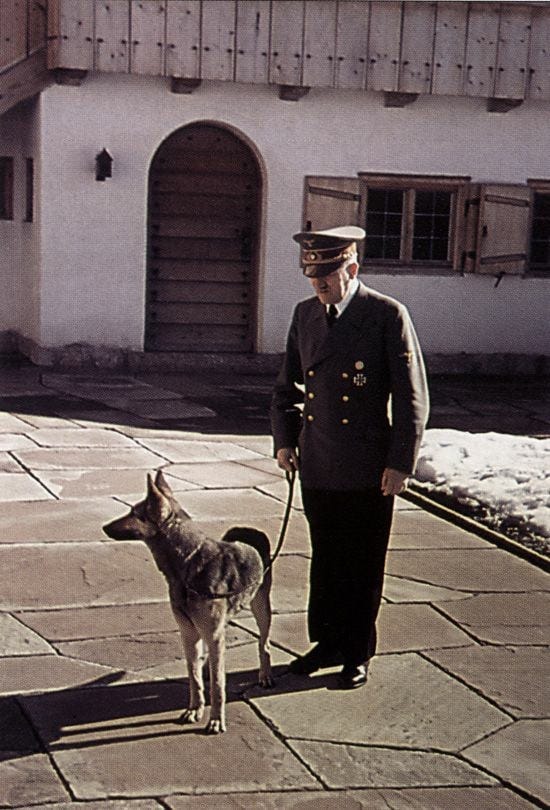 r/Damnthatsinteresting - Blondi, a German Shepherd, was gifted to Adolph Hitler as a puppy from Martin Bormann. Hitler kept Blondi even after his move into the bunkers, where he would later test one of his cyanide capsules on her. r/Damnthatsinteresting - Blondi, a German Shepherd, was gifted to Adolph Hitler as a puppy from Martin Bormann. Hitler kept Blondi even after his move into the bunkers, where he would later test one of his cyanide capsules on her.