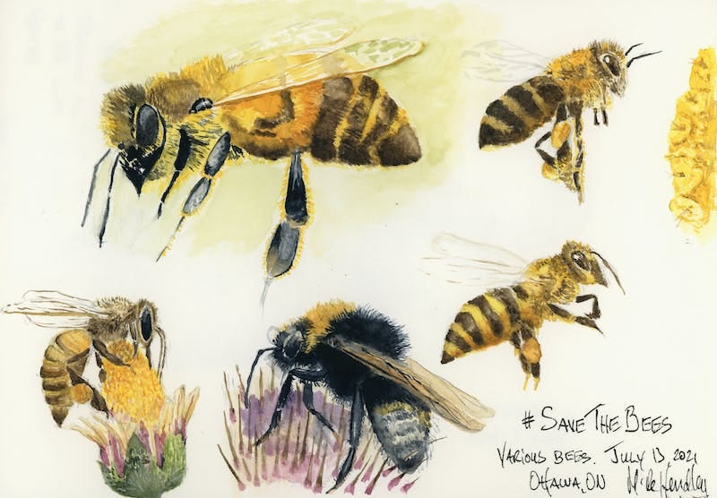 Watercolor pbeesainting of bees