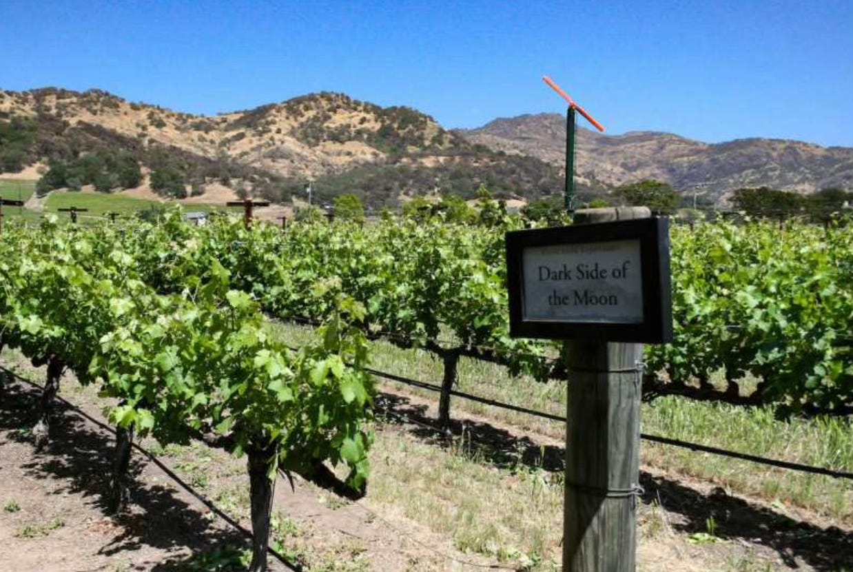 vineyards at Cliff Lede named after rock songs