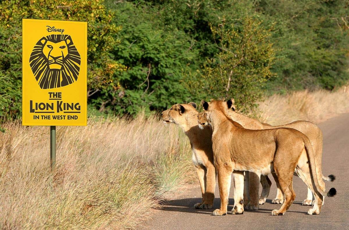 Funny alternative picture of lions staring at Lion King sign