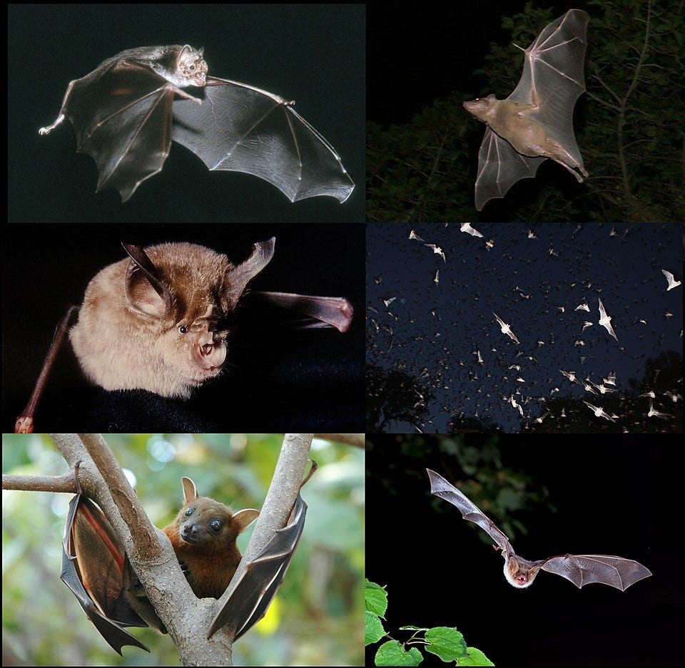 Bat - Wikipedia