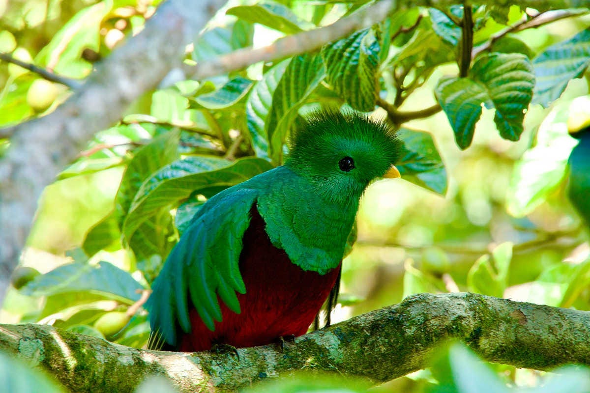 el quetzal es un ave de vivos colores verde y rojo, es el símbolo nacional de Guatemala