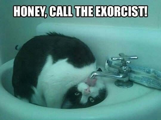 When do you need an exorcist for your pet? - Quora