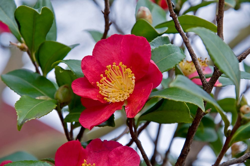 Red Camellia flower