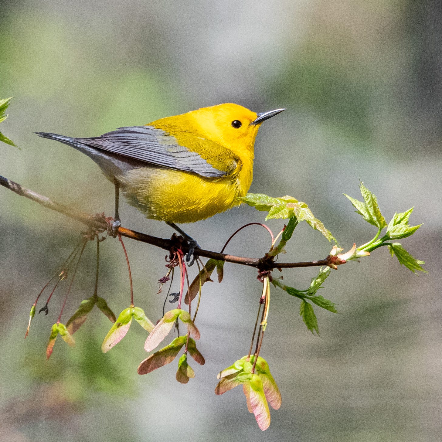 A small, plump, lemon-yellow bird, with slate-blue wings and a black bill, perches in profile on a leafing maple branch with fresh samaras