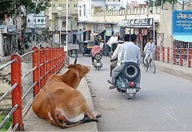 cow on sidewalk in India