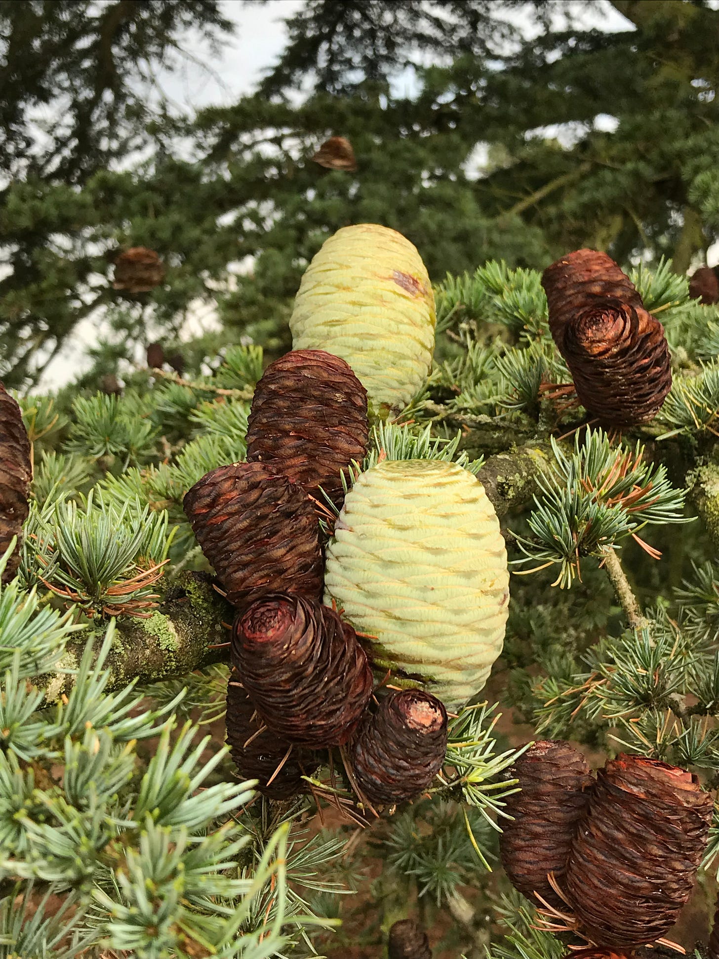Immature and mature cones nestled amongst needle foliage in a cedar tree.