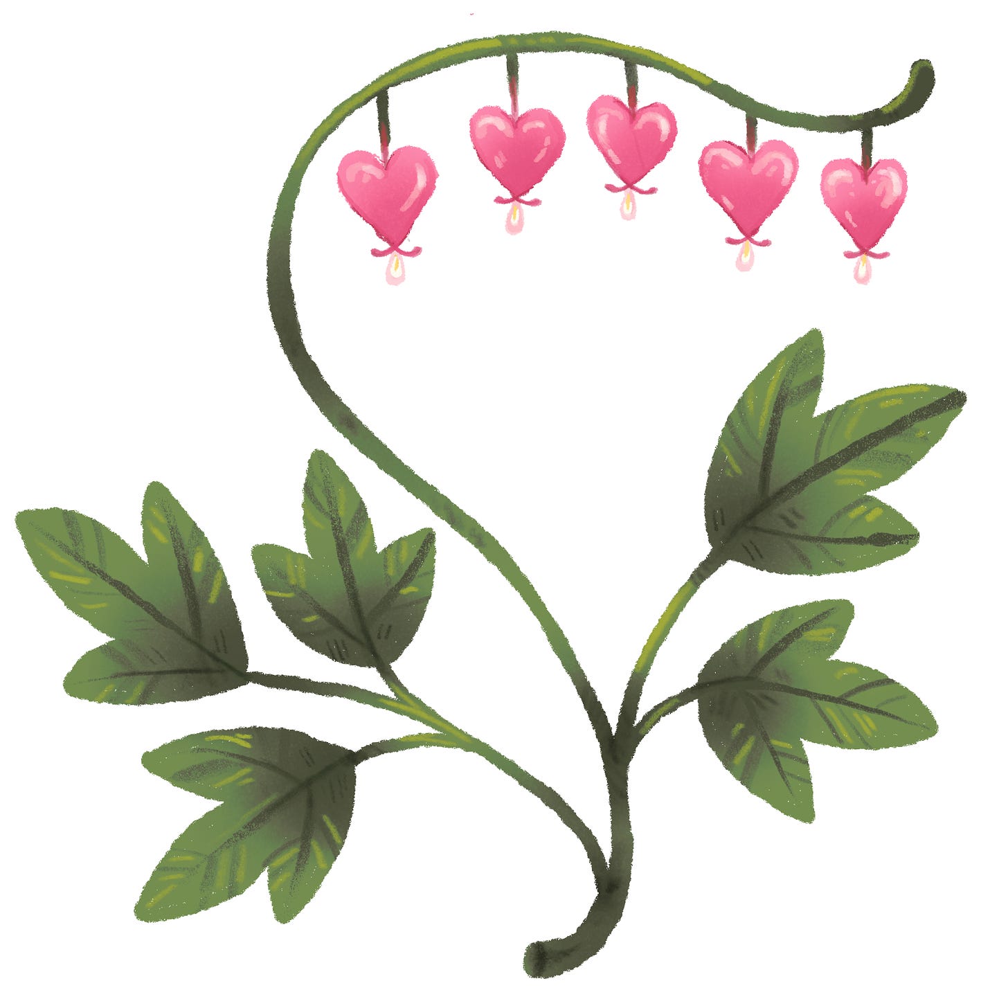 A handdrawn digital illustration of a stylized bleeding heart flower.